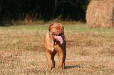 DOGUE DE BORDEAUX 384